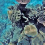 exploring-coral-reefs-snorkeling-and-diving-adventures.jpg